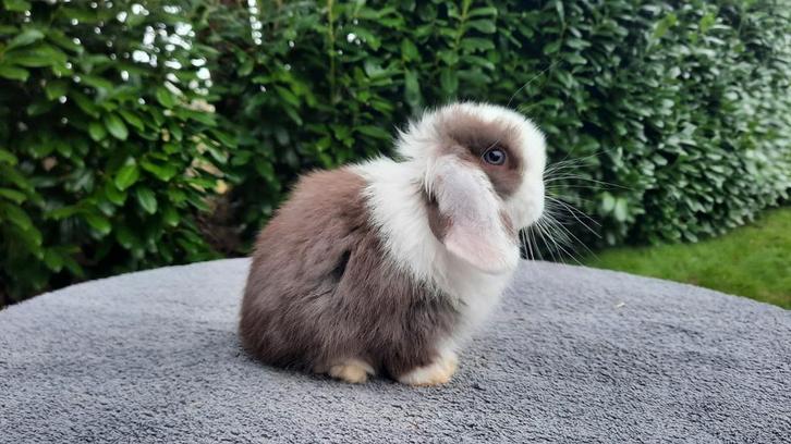 Mooi koppeltje choco minilop konijntjes, Dieren en Toebehoren, Konijnen, Dwerg, Meerdere dieren, 0 tot 2 jaar, Hangoor