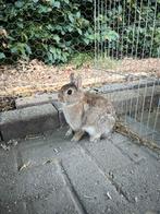 Funny dwerg konijntje, Dieren en Toebehoren, Vrouwelijk, Dwerg