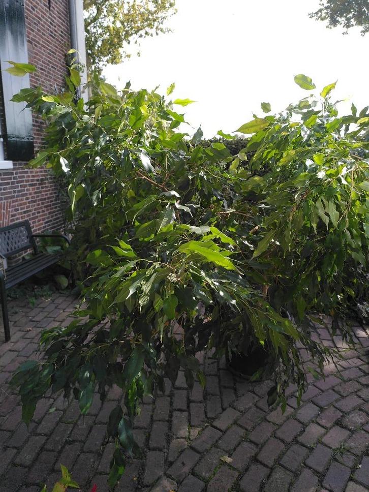 grote ficus, Huis en Inrichting, Kamerplanten, Ficus, 200 cm of meer, Groene kamerplant, Halfschaduw, In pot, Ophalen