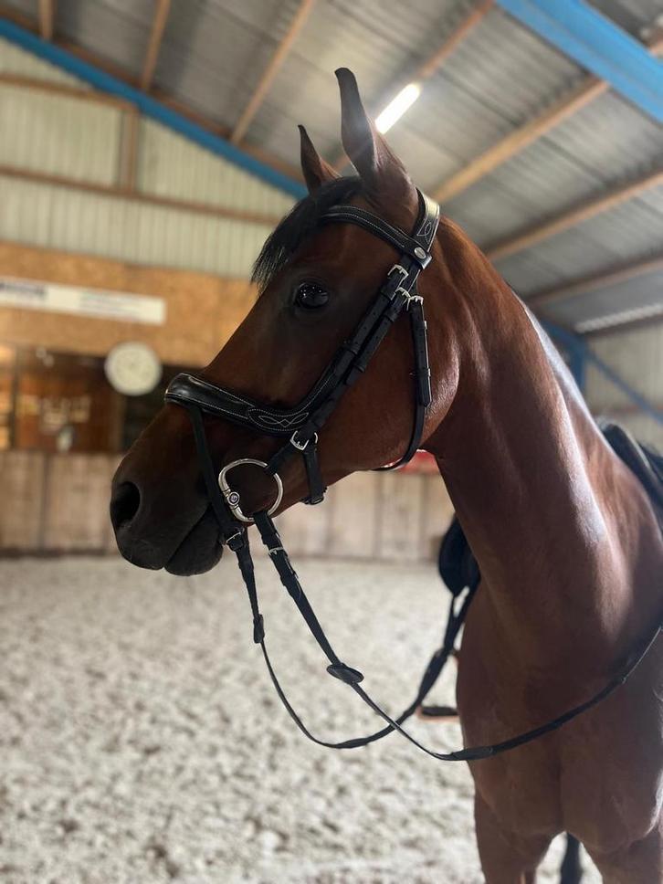Kavalkade trenshoofdstel Ivy IR, Dieren en Toebehoren, Paarden en Pony's | Hoofdstellen en Tuigage, Zo goed als nieuw, Dressuur