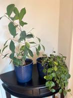 2 Kamerplanten incl. Potten - Groen en Gezellig!, Overige soorten, Vaste plant, Ophalen of Verzenden, Halfschaduw