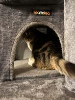 Kat te koop, Ophalen of Verzenden, Zo goed als nieuw