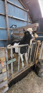 Zwart bonte bok, Dieren en Toebehoren, Mannelijk, Geit, 0 tot 2 jaar