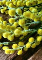 Zijdenbloem Mimosa geel, Nieuw, Binnen, Ophalen of Verzenden