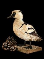 Prachtig opgezet (taxidermie) nonnetje, Ophalen of Verzenden, Zo goed als nieuw, Opgezet dier