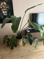 Grote Strelitzia Nicolai, Huis en Inrichting, Kamerplanten, Ophalen, Overige soorten, Halfschaduw, 150 tot 200 cm
