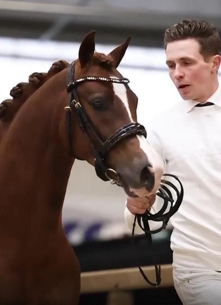 Super welsh eyecatcher van 1.35m, Dieren en Toebehoren, Pony's, Hengst, Onbeleerd, C pony (1.27m tot 1.37m), Dressuurpony, 3 tot 6 jaar