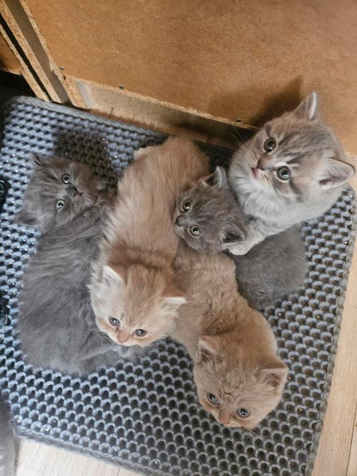 Prachtige Raszuiver Britse Korhaar Kittens, Dieren en Toebehoren, Katten en Kittens | Raskatten | Korthaar, Meerdere dieren