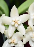 Hoya griffithii, Overige soorten, In pot, Minder dan 100 cm, Bloeiende kamerplant