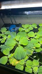 Geote drijfplanten voor het aquarium, Vis