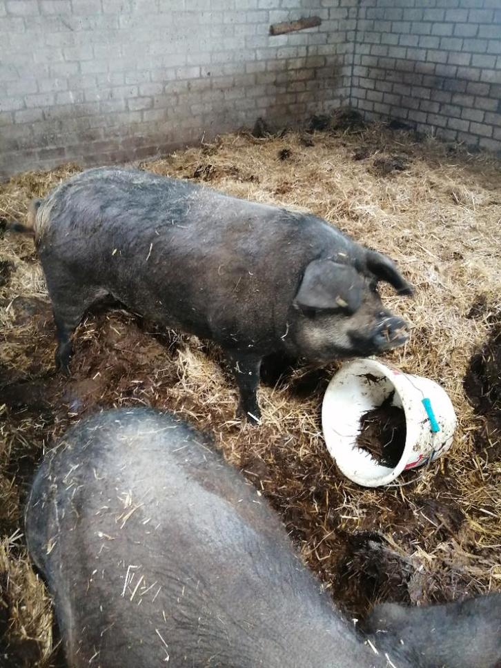 varkensvlees, Diversen, Levensmiddelen, Ophalen