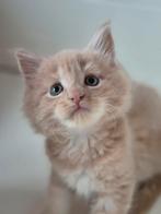Mooie Maine Coon katertjes met stamboom, Dieren en Toebehoren, Katten en Kittens | Raskatten | Langhaar, Kater, Gechipt