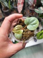 Anthurium luxurians stamstek, Ophalen of Verzenden, Overige soorten, Minder dan 100 cm