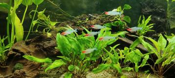 Cryptocoryne stekken te koop of ruil