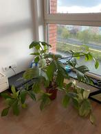 Grote Philodendron Florida Ghost, Huis en Inrichting, Kamerplanten, Ophalen, Overige soorten, Minder dan 100 cm
