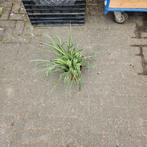 graslelie, Ophalen, Overige soorten, Minder dan 100 cm