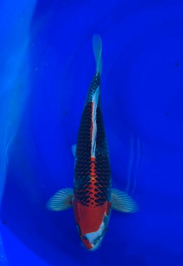 Red Kujaku van Ogata 38 cm. beschikbaar voor biedingen