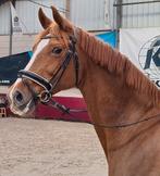 Brave 16 jarige Elite Sport Dressuur merrie, Dieren en Toebehoren, Paarden, Merrie, Z, Gechipt, Dressuurpaard