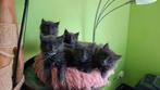 Maine coon kittens, Dieren en Toebehoren, Katten en Kittens | Raskatten | Langhaar, Meerdere dieren, Gechipt, 0 tot 2 jaar