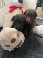 Labradoodle pups, Dieren en Toebehoren, Honden | Retrievers, Spaniëls en Waterhonden, Rabiës (hondsdolheid), Overige rassen, 8 tot 15 weken