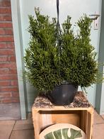 Rhipsalis hatiora ( dansende bottencactus of flescactus), Ophalen of Verzenden, Halfschaduw, Minder dan 100 cm