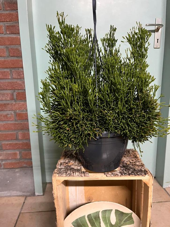 Rhipsalis hatiora ( dansende bottencactus of flescactus), Huis en Inrichting, Kamerplanten, Minder dan 100 cm, Halfschaduw, Ophalen of Verzenden