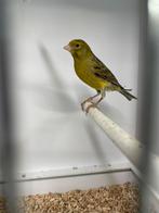 Timbrado man van 2024, Dieren en Toebehoren, Vogels | Kanaries, Mannelijk, Zangkanarie