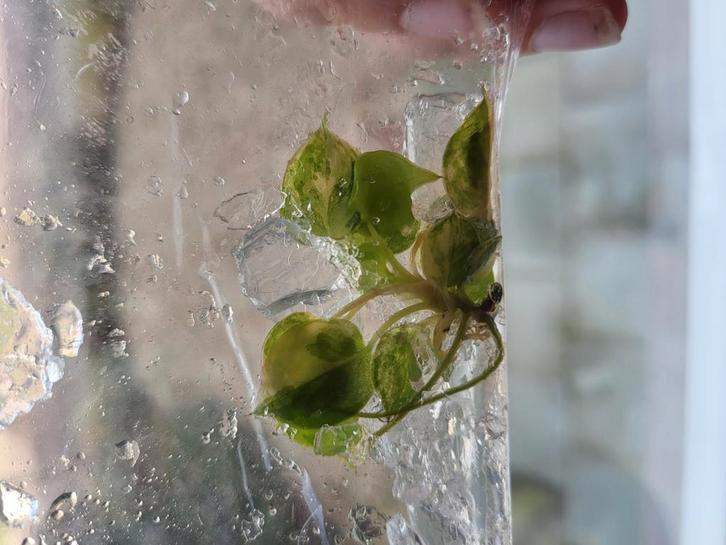 Philodendron Billietiae variegata, Huis en Inrichting, Kamerplanten, Minder dan 100 cm, Halfschaduw, Ophalen of Verzenden