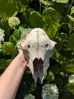 Schedel schaap, Ophalen of Verzenden, Zo goed als nieuw, Boerderijdier, Schedel