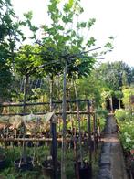 Dakplataan met dak in pot, Tuin en Terras, Planten | Bomen, Bloeit niet, 100 tot 250 cm, Dakboom, Ophalen