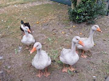Raszuivere Frankische landgans landganzen kweek 2025 gans
 beschikbaar voor biedingen