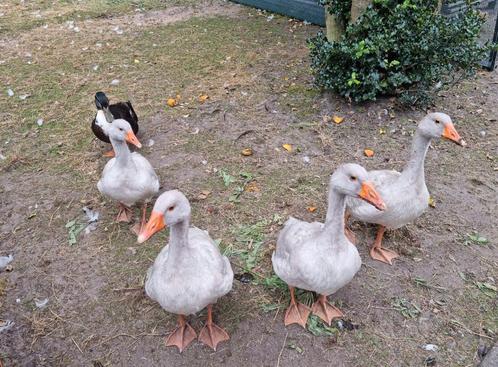 Raszuivere Frankische landgans landganzen kweek 2025 gans, Dieren en Toebehoren, Pluimvee, Gans of Zwaan, Meerdere dieren