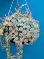 String of Turtles / Peperomia Prostrata stekje, Ophalen of Verzenden, Halfschaduw, Minder dan 100 cm