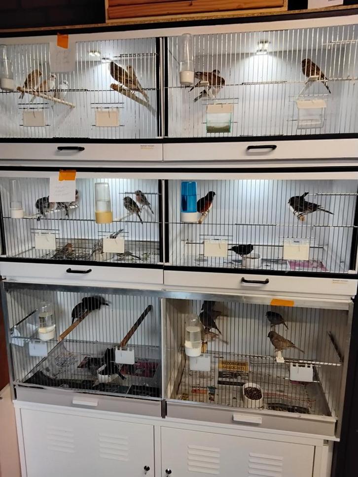 Zw.rood grijs vleugel agaat rood mozaïek, Dieren en Toebehoren, Vogels | Kanaries, Meerdere dieren