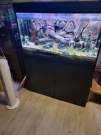 Te koop aquarium/pomp/vissen tekoop. Als in 1 koop, Dieren en Toebehoren, Ophalen, Zo goed als nieuw, Gevuld zoetwateraquarium
