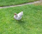 Wyandotte krielkip parelgrijs (hen), Dieren en Toebehoren, Pluimvee, Vrouwelijk, Kip