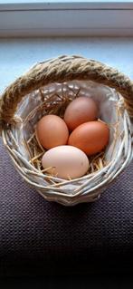 Broedeieren legkippen, en brahma's., Geslacht onbekend, Kip