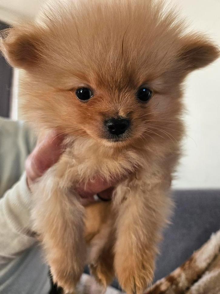 Pomeriaan x pomchi nog 1 pup mag naar een nieuw huisje!, Dieren en Toebehoren, Honden | Chihuahua's en Gezelschapshonden, Meerdere dieren