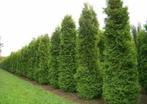 Thuja brabant ( occidentalis ), Bloeit niet, Halfschaduw, 100 tot 250 cm, Overige soorten