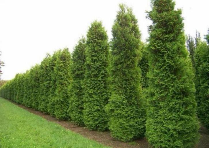Thuja brabant ( occidentalis ), Tuin en Terras, Planten | Bomen, Overige soorten, 100 tot 250 cm, Halfschaduw, Bloeit niet, Ophalen of Verzenden
