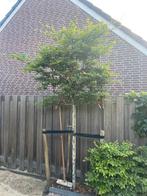 Leibeuk, Ophalen, Overige soorten