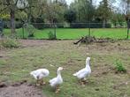 Boerengans, Dieren en Toebehoren, Pluimvee, Geslacht onbekend, Gans of Zwaan