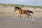 Merrie veulen - Amber Champagne - gangenpaard, Dieren en Toebehoren, Paarden, Merrie, Onbeleerd, 0 tot 2 jaar