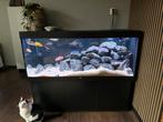 Juwel rio 450, Dieren en Toebehoren, Vissen | Aquaria en Toebehoren, Ophalen, Zo goed als nieuw, Gevuld zoetwateraquarium
