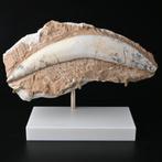 Sabeltandtijger Hoektand Fossiel incl. standaard op maat, Verzamelen, Ophalen of Verzenden, Fossiel