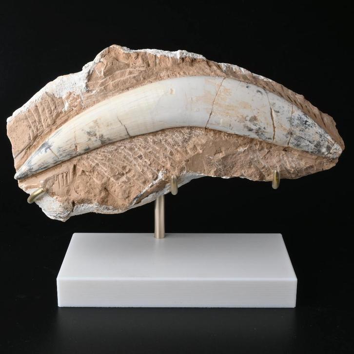 Sabeltandtijger Hoektand Fossiel incl. standaard op maat, Verzamelen, Mineralen en Fossielen, Fossiel, Ophalen of Verzenden