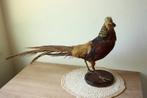 Taxidermie opgezette Goudfazant, Ophalen of Verzenden, Gebruikt, Opgezet dier
