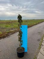 Prunus serrulata 'Amanogawa' - Zuilvormige sierkers, Tuin en Terras, Planten | Bomen, Lente, 100 tot 250 cm, Zuilboom, Ophalen