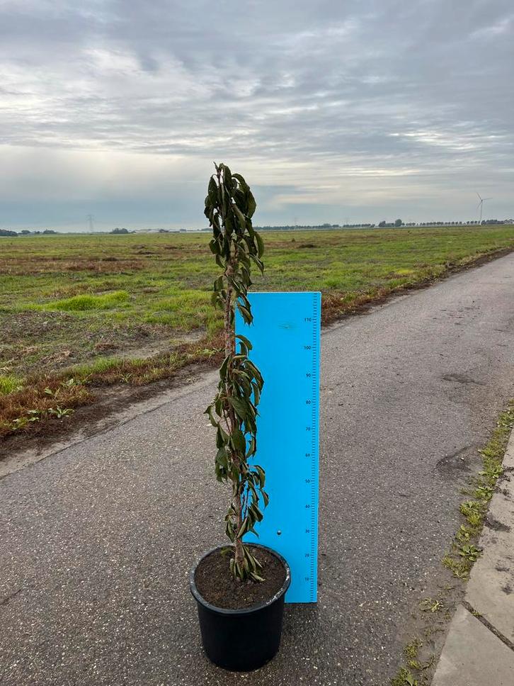 Prunus serrulata 'Amanogawa' - Zuilvormige sierkers, Tuin en Terras, Planten | Bomen, Zuilboom, 100 tot 250 cm, Volle zon, Lente