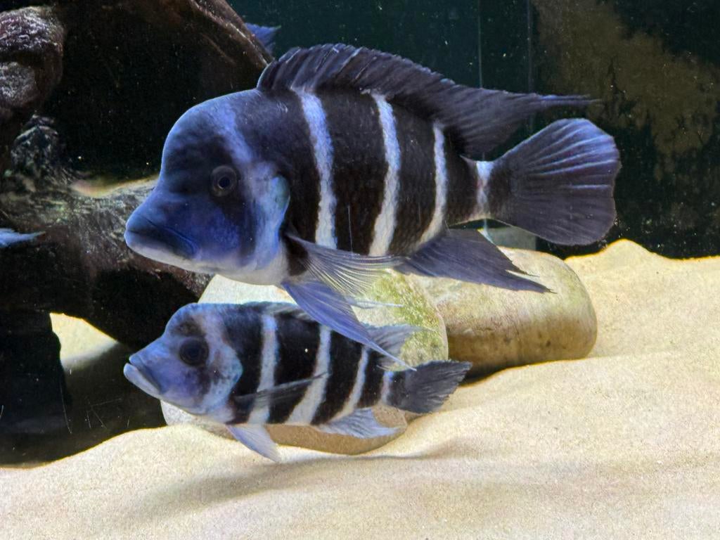 Frontosa cicliden, Dieren en Toebehoren, Vissen | Aquariumvissen, Vis